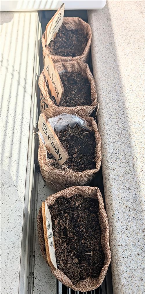 plants waiting to grow